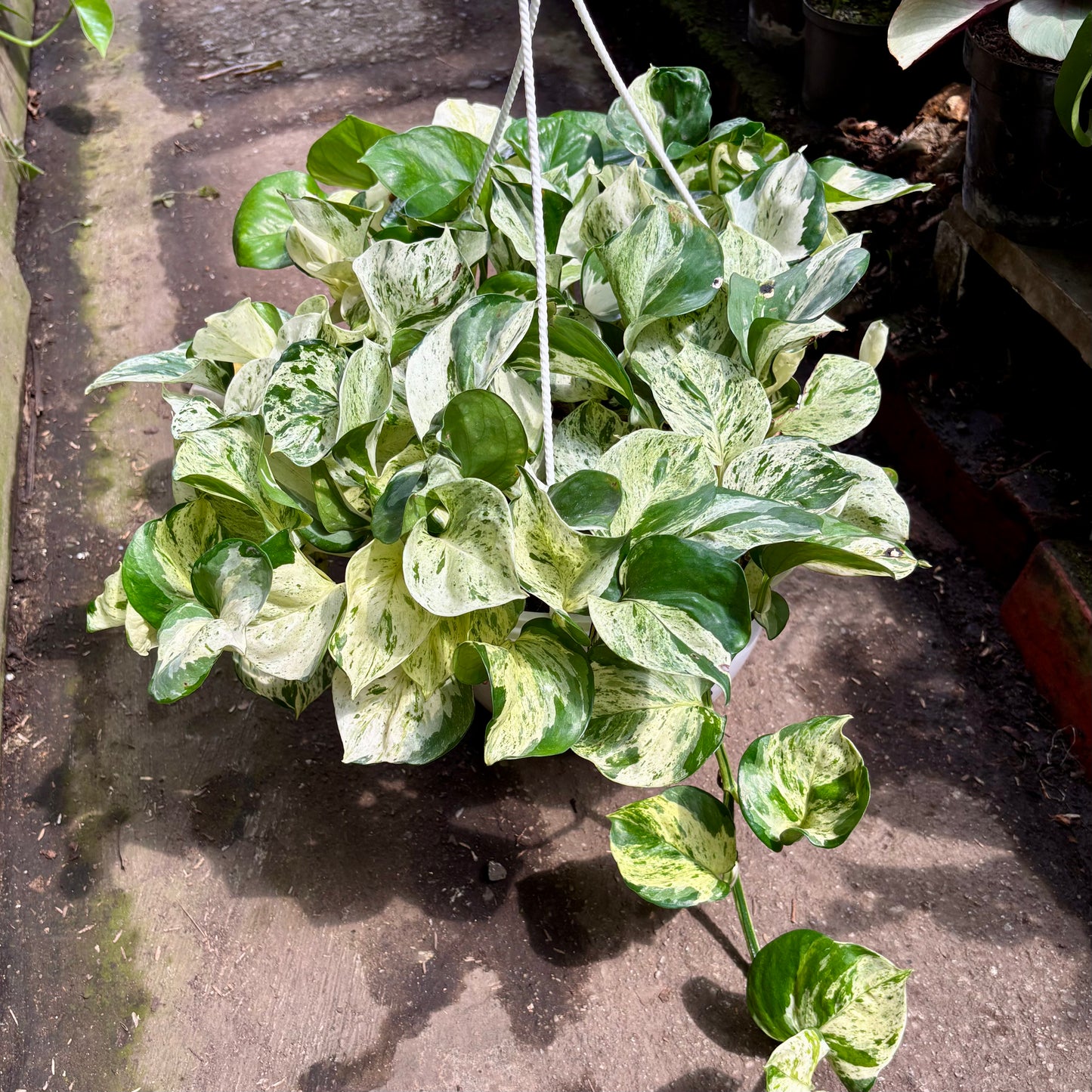 Pothos Manjula