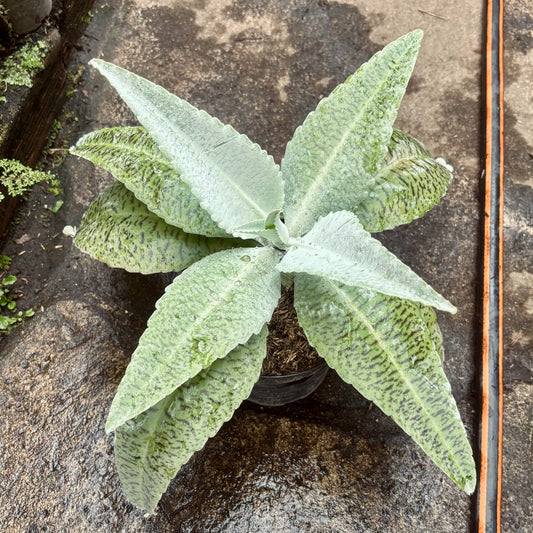 Suculenta Kalanchoe Gastonis-Bonnieri