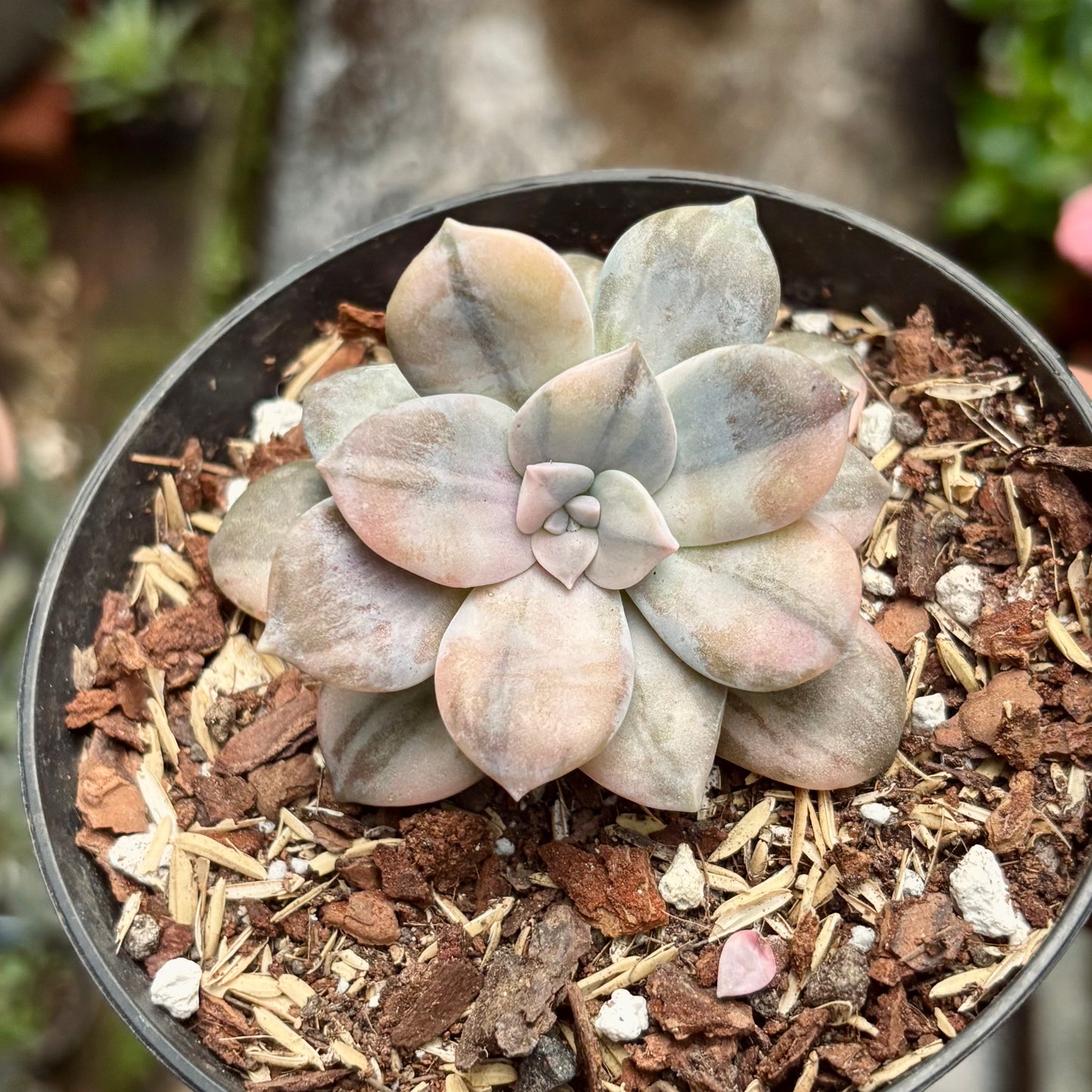 Suculenta Graptopetalum Superbum Variegada