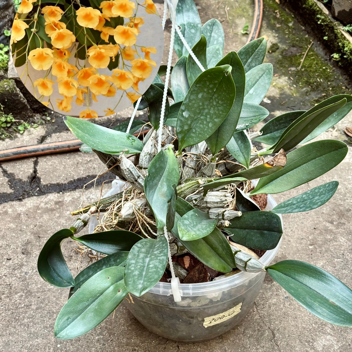 Orquídea Dendrobium Lindleyi