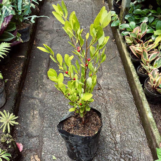 Erythroxylum Coca