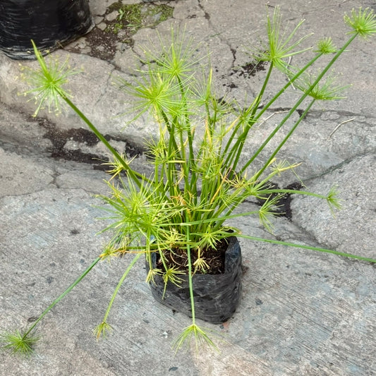 Cyperus Haspan “Papiro enano”