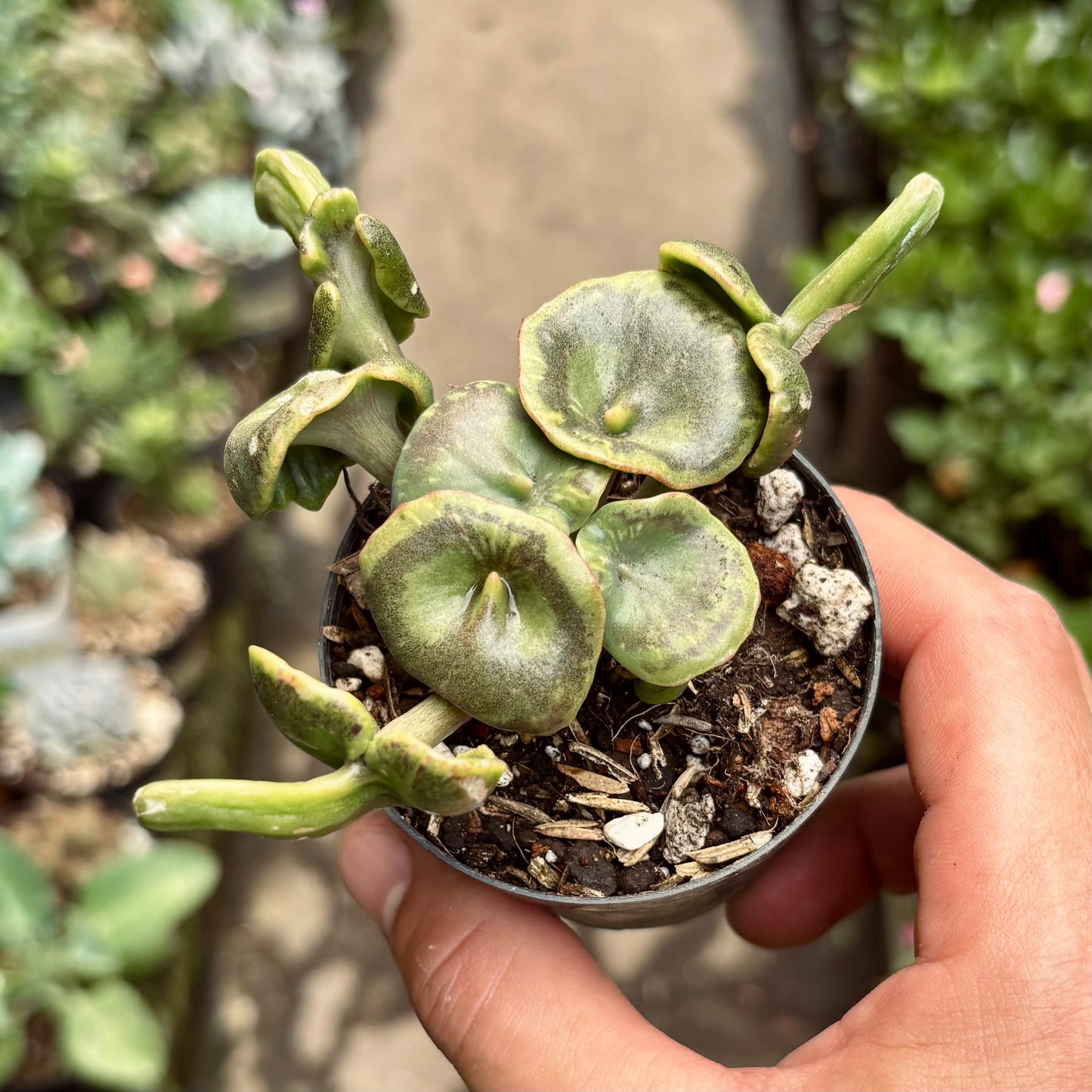 Kalanchoe Trompeta De Angel