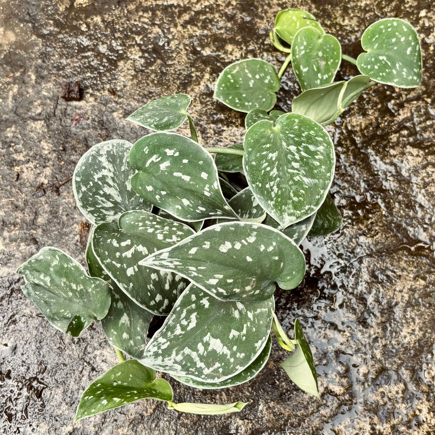 Scindapsus Pictus Argyraeus