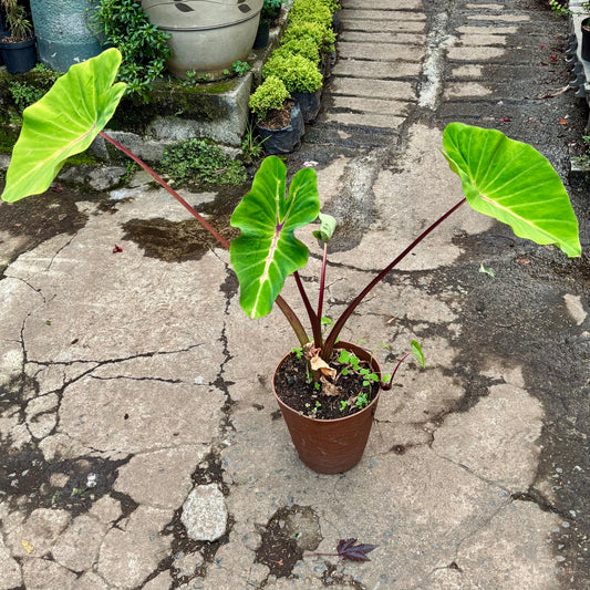 Colocasia Pharaoh's Dream
“Sueño Del Faraón”