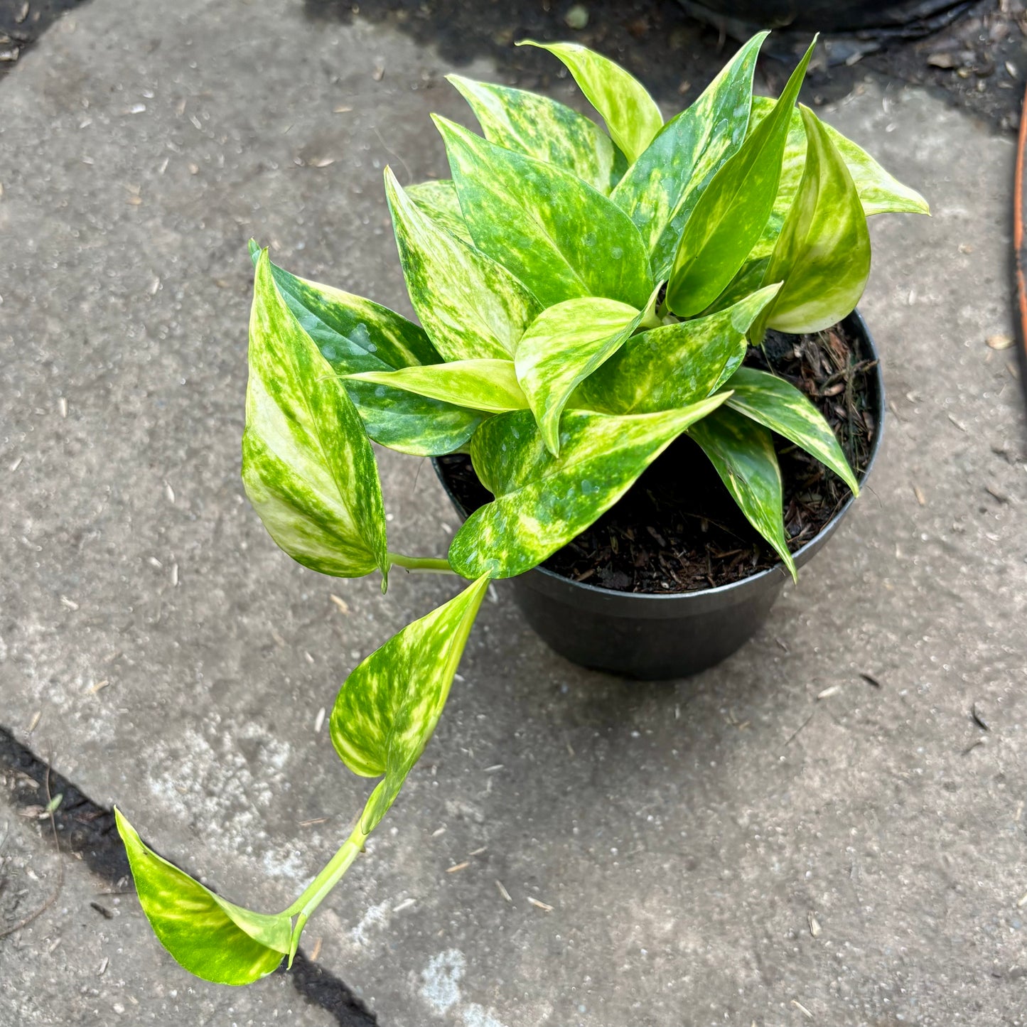 Epipremnum Pothos Variegado Neón