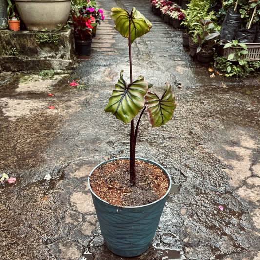 Colocasia Mascara De Faraon