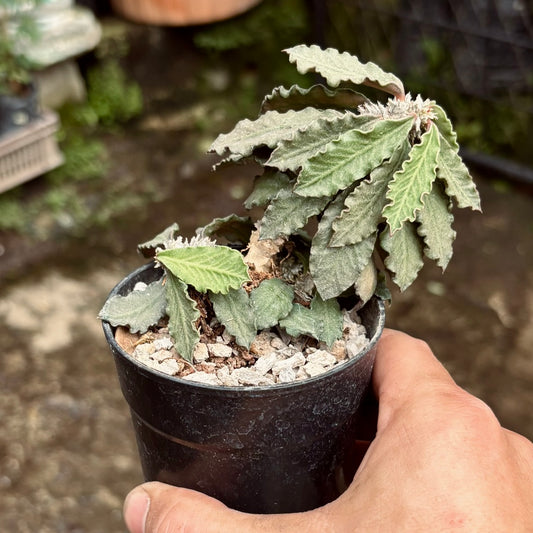 Euphorbia Decaryi