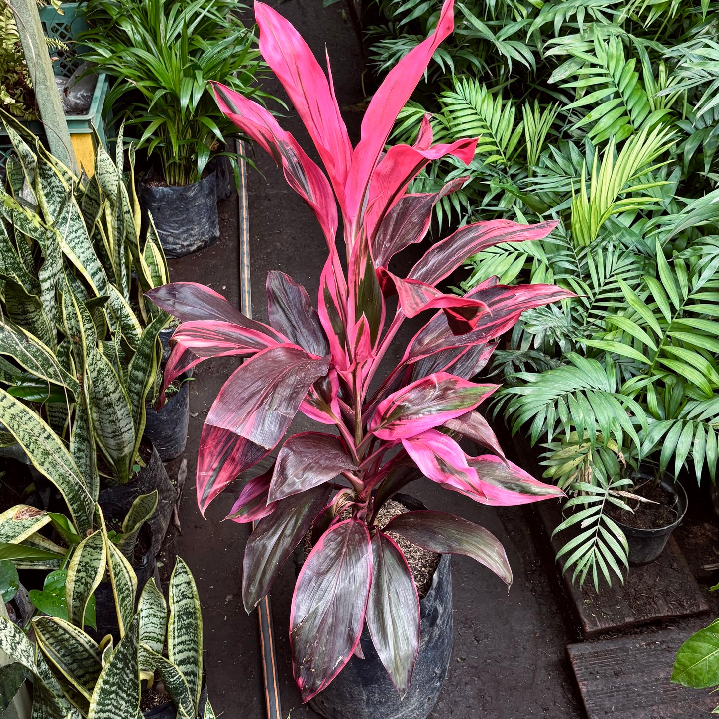 Cordyline Fruticosa-Carey