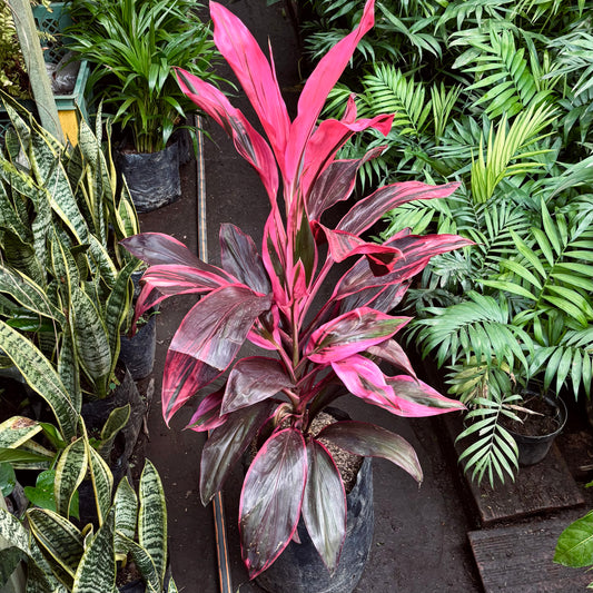 Cordyline Fruticosa-Carey