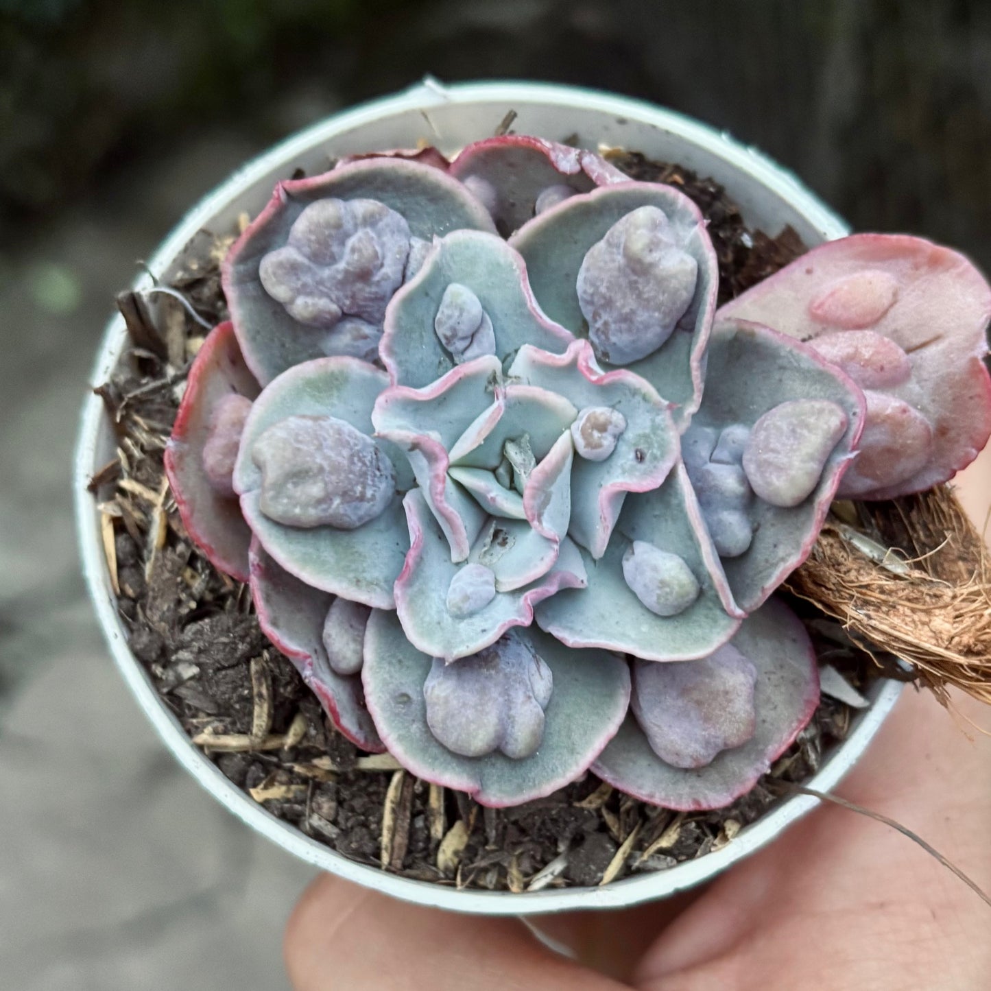 Suculenta Echeveria Speed Bumps Blanca