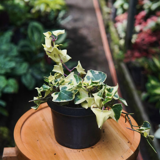 HIedra De Cera Variegada - Vivero Florecer