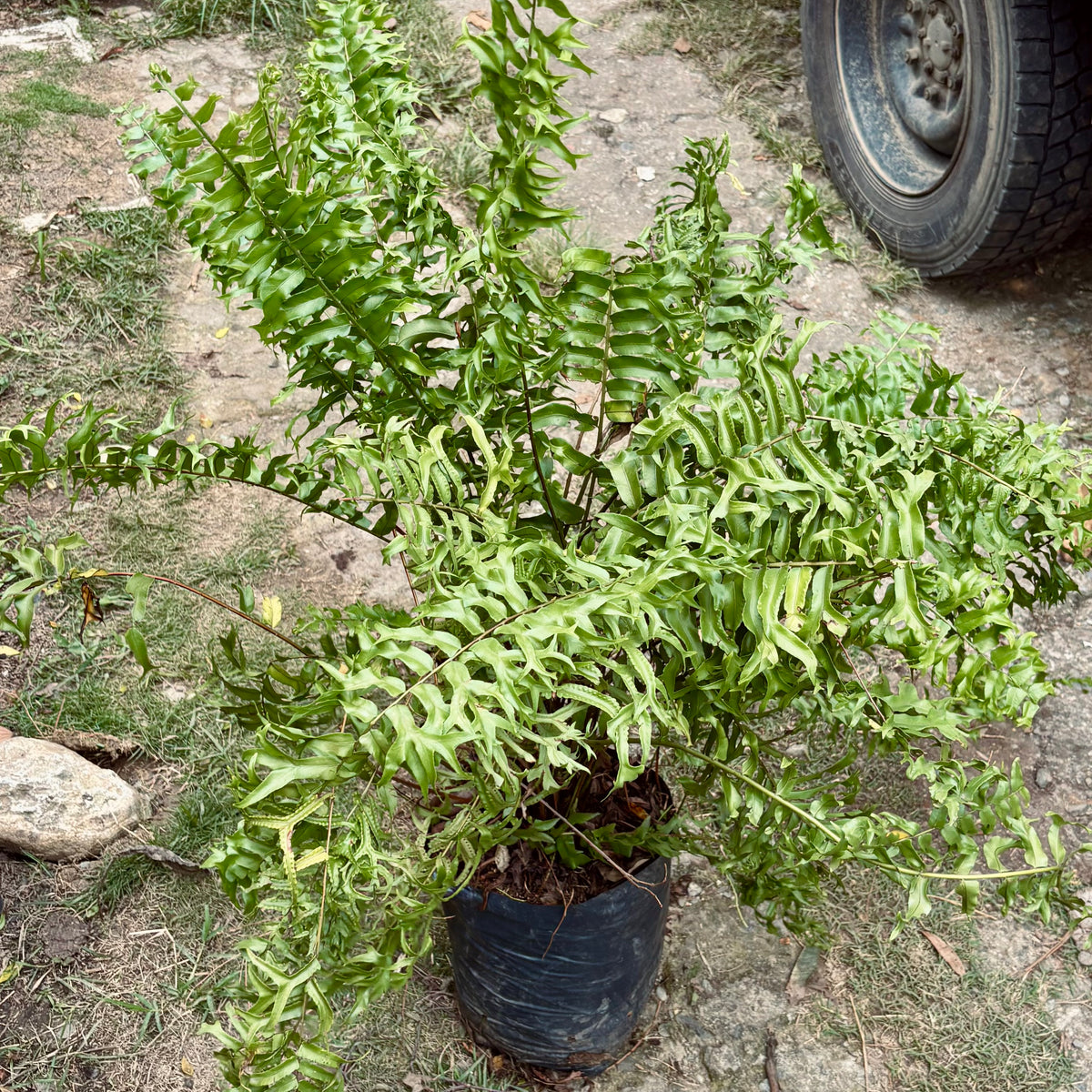 Nephrolepis Falcata “Helecho Cola De Pez”