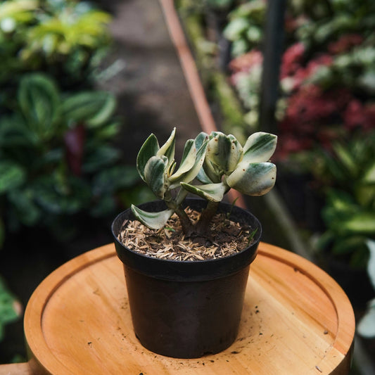 Jade Variegado - Vivero Florecer