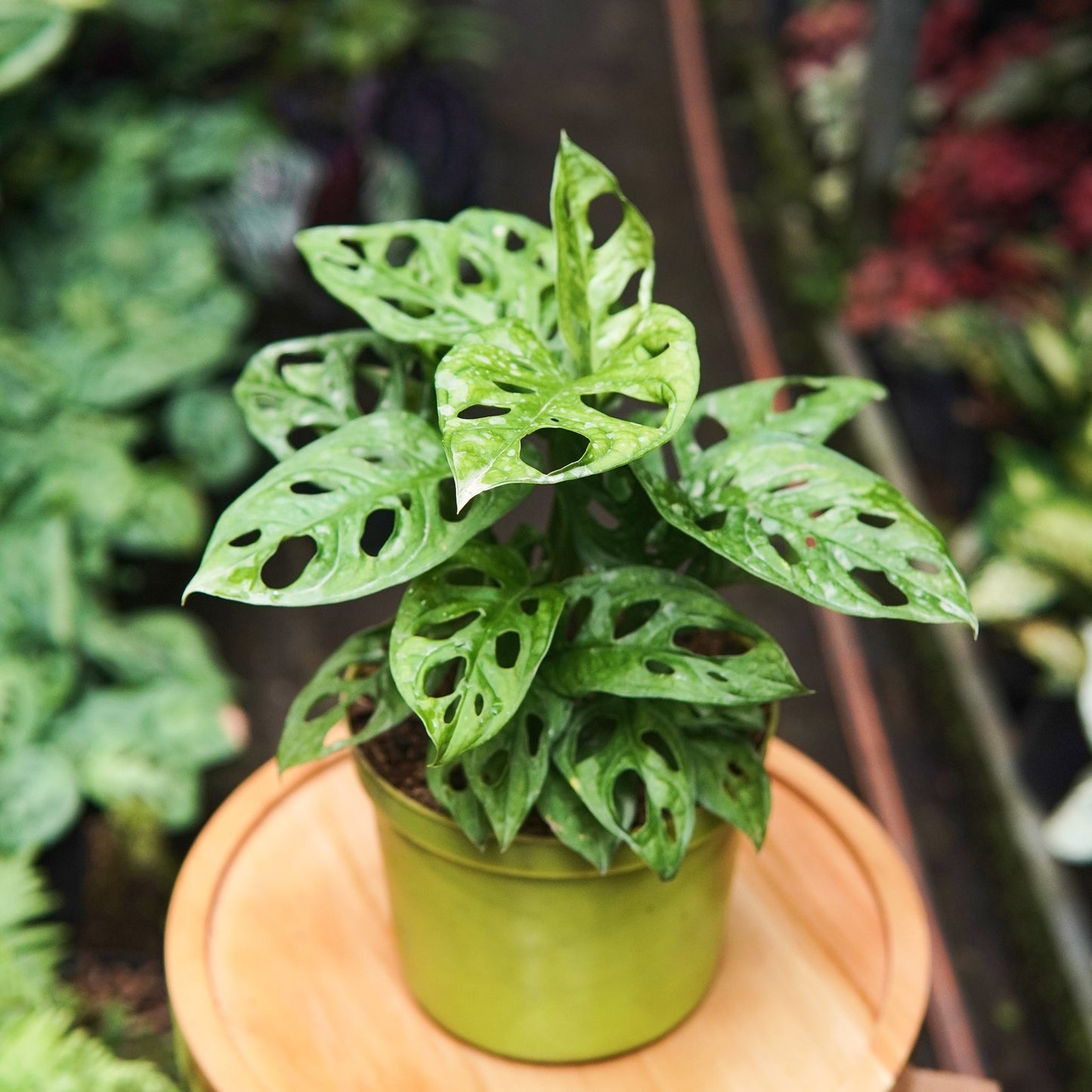 Monstera Adansonii - Vivero Florecer