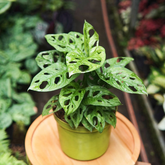 Monstera Adansonii - Vivero Florecer