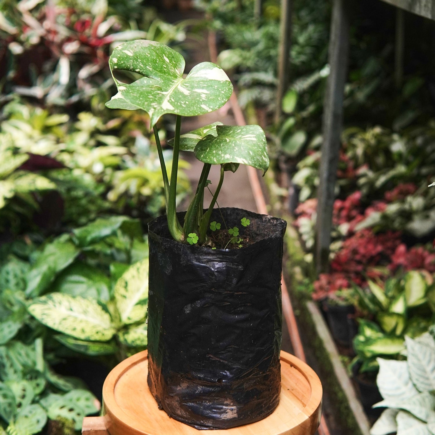 Monstera Thai Constellation - Vivero Florecer