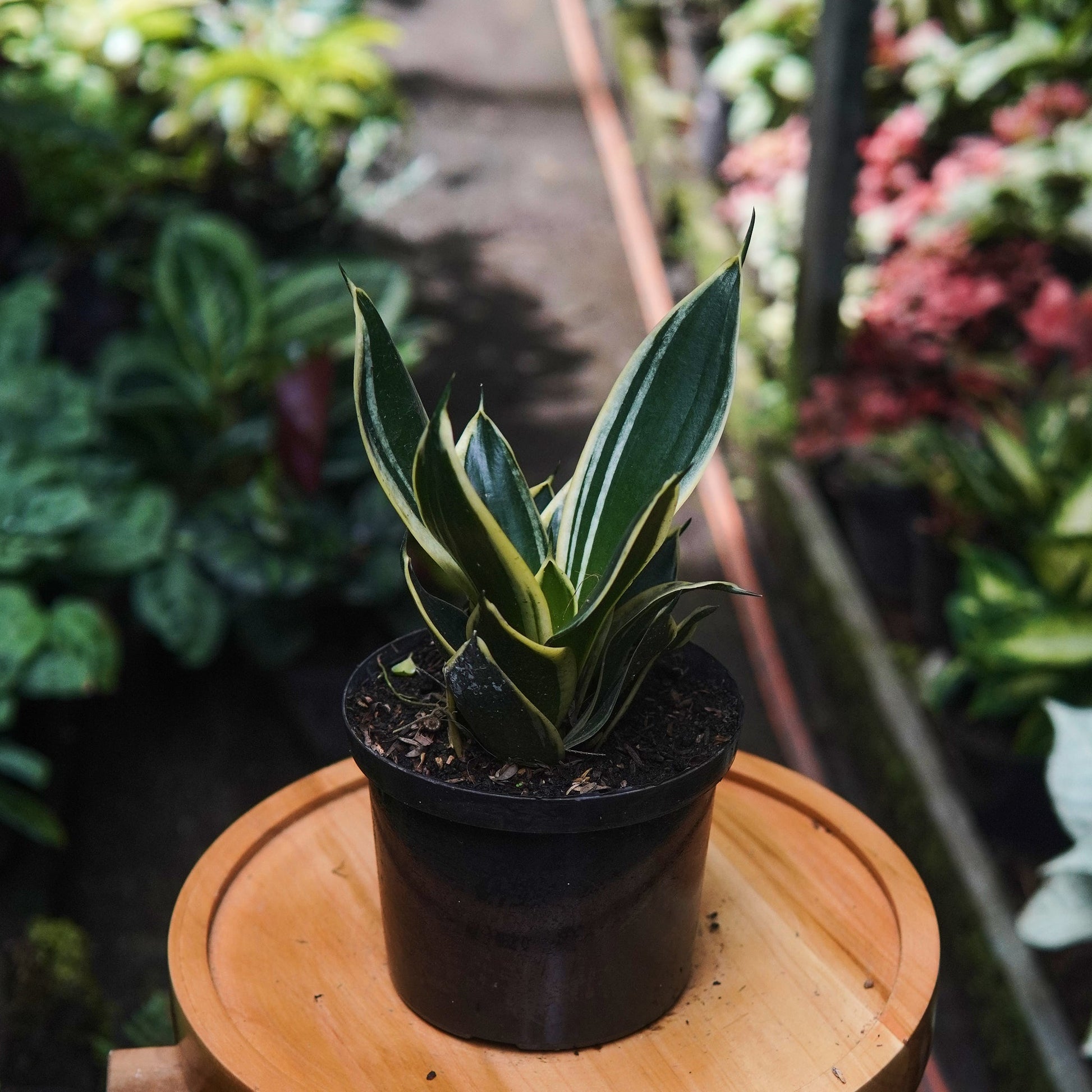 Sansevieria Hahnii Marginated - Vivero Florecer