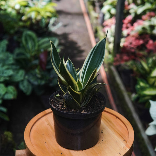 Sansevieria Hahnii Marginated - Vivero Florecer