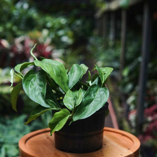 Scindapsus Pictus - Vivero Florecer