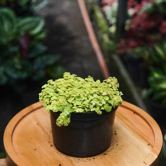 Sedum Makinoi Ogon - Vivero Florecer