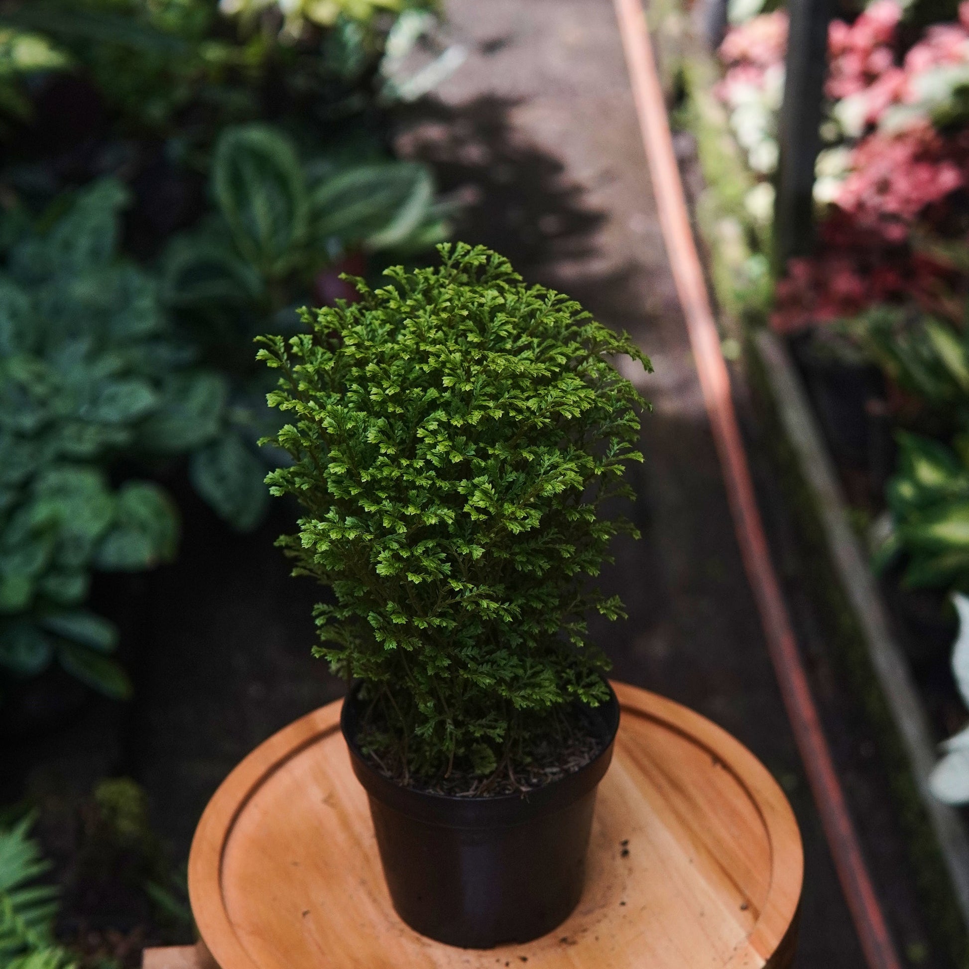Selaginella Kraussiana - Vivero Florecer