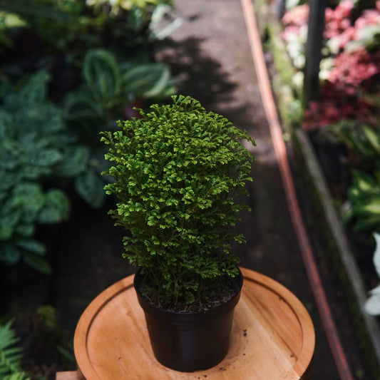 Selaginella Kraussiana - Vivero Florecer