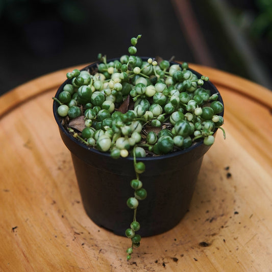 Senecio Rowleyanus Variegado - Vivero Florecer