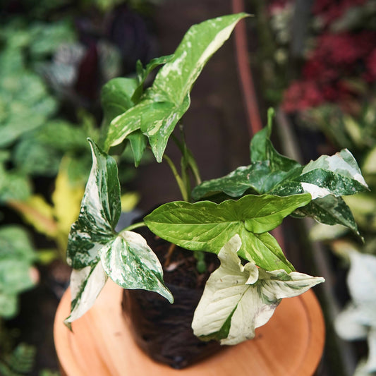 Syngonium Albo Variegado - Vivero Florecer