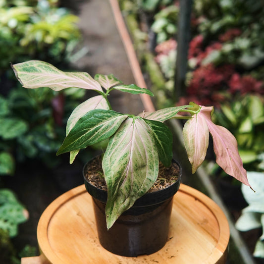 Syngonium Pink Splash - Vivero Florecer