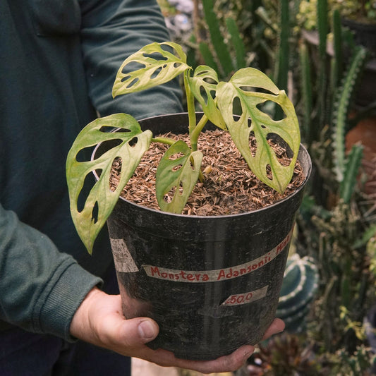 Monstera Adansonii Variegada Mint