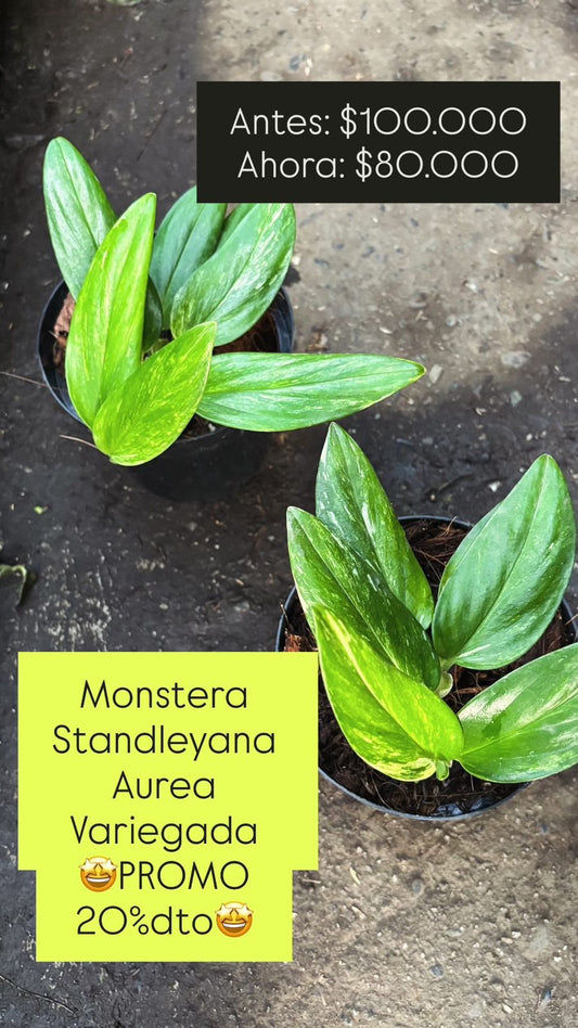 Monstera Standleyana Aurea Variegada