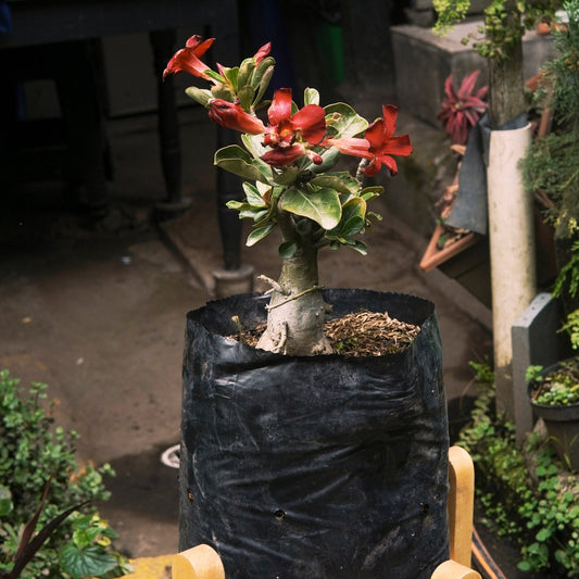 Adenium Obesum Exótica (Flor del desierto) - Vivero Florecer