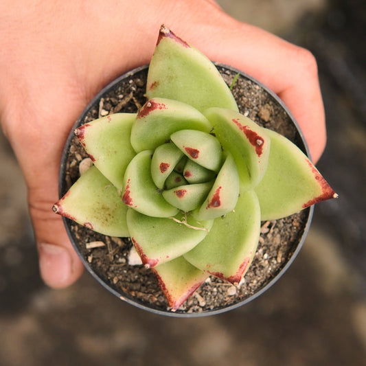 Agavoides Ebony - Vivero Florecer
