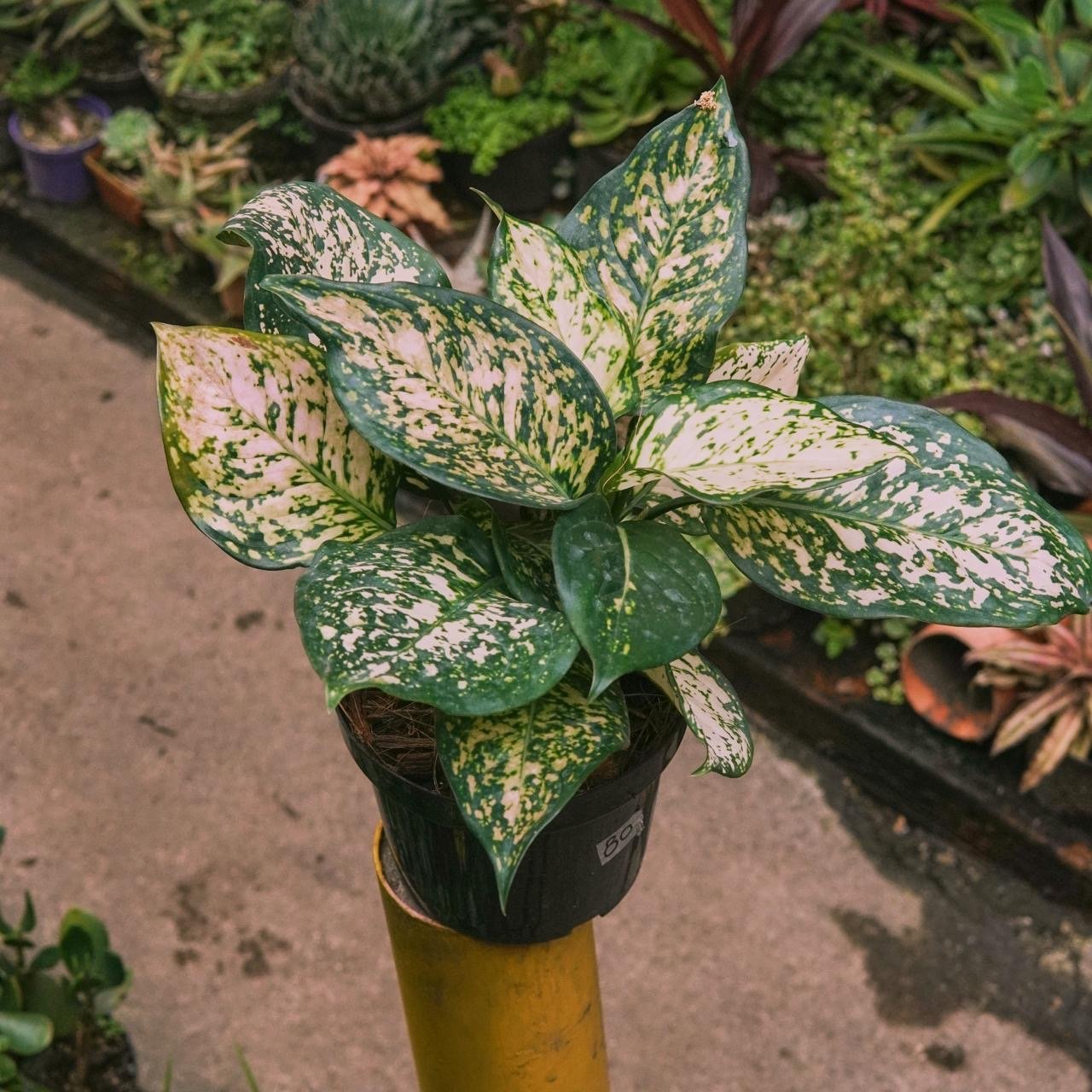 Aglaonema Anyamanee Tricolor - Vivero Florecer