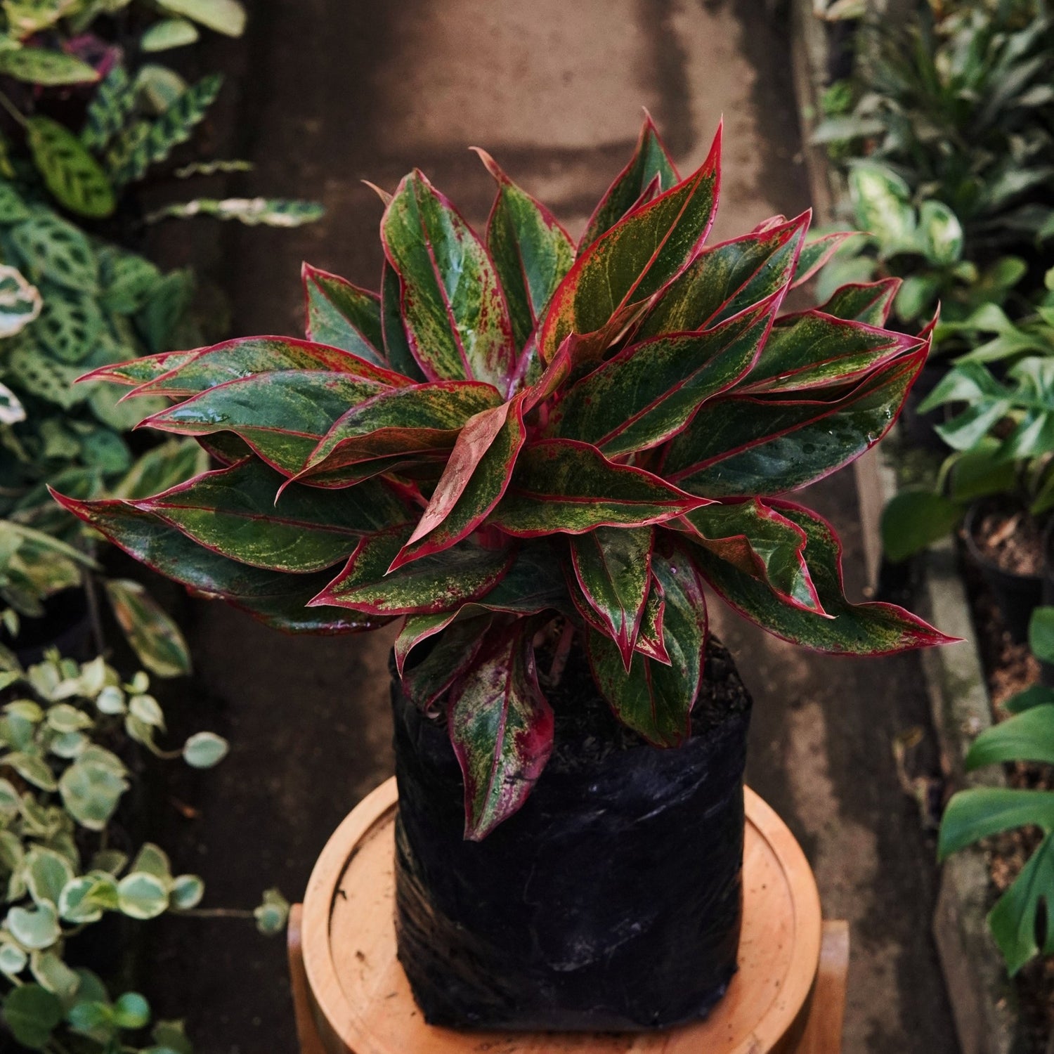 Aglaonema Creta Grande - Vivero Florecer