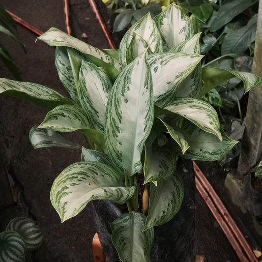 Aglaonema Crispum - Vivero Florecer