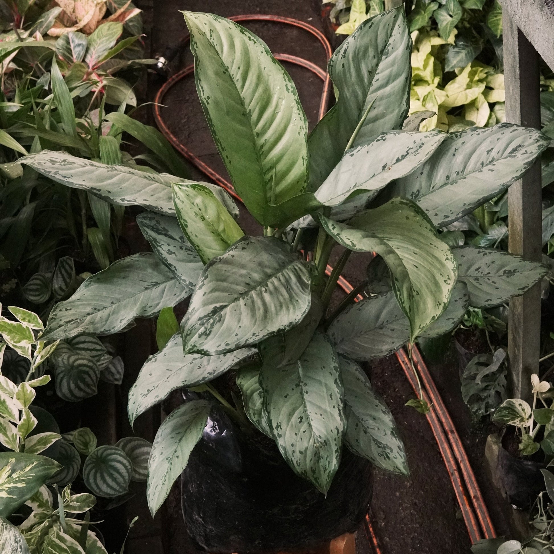 Aglaonema Dólar Gigante Silver King - Vivero Florecer