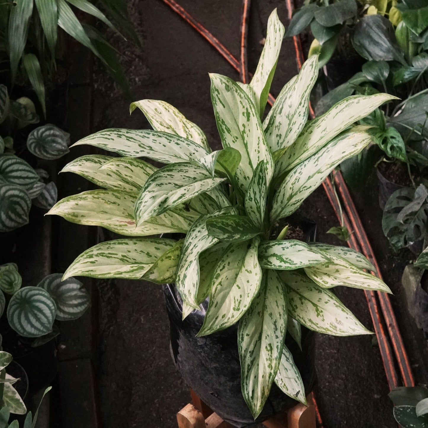 Aglaonema Dólar Silver Queen - Vivero Florecer