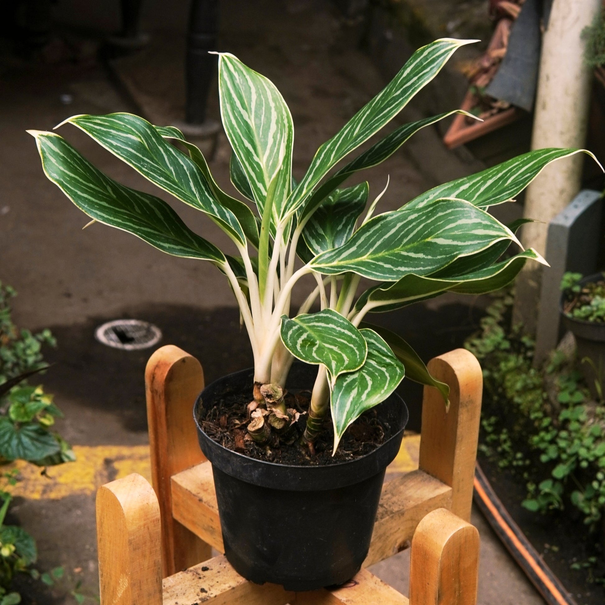 Aglaonema Ivy Green - Vivero Florecer
