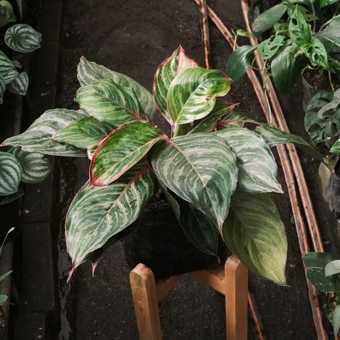 Aglaonema Lion - Vivero Florecer