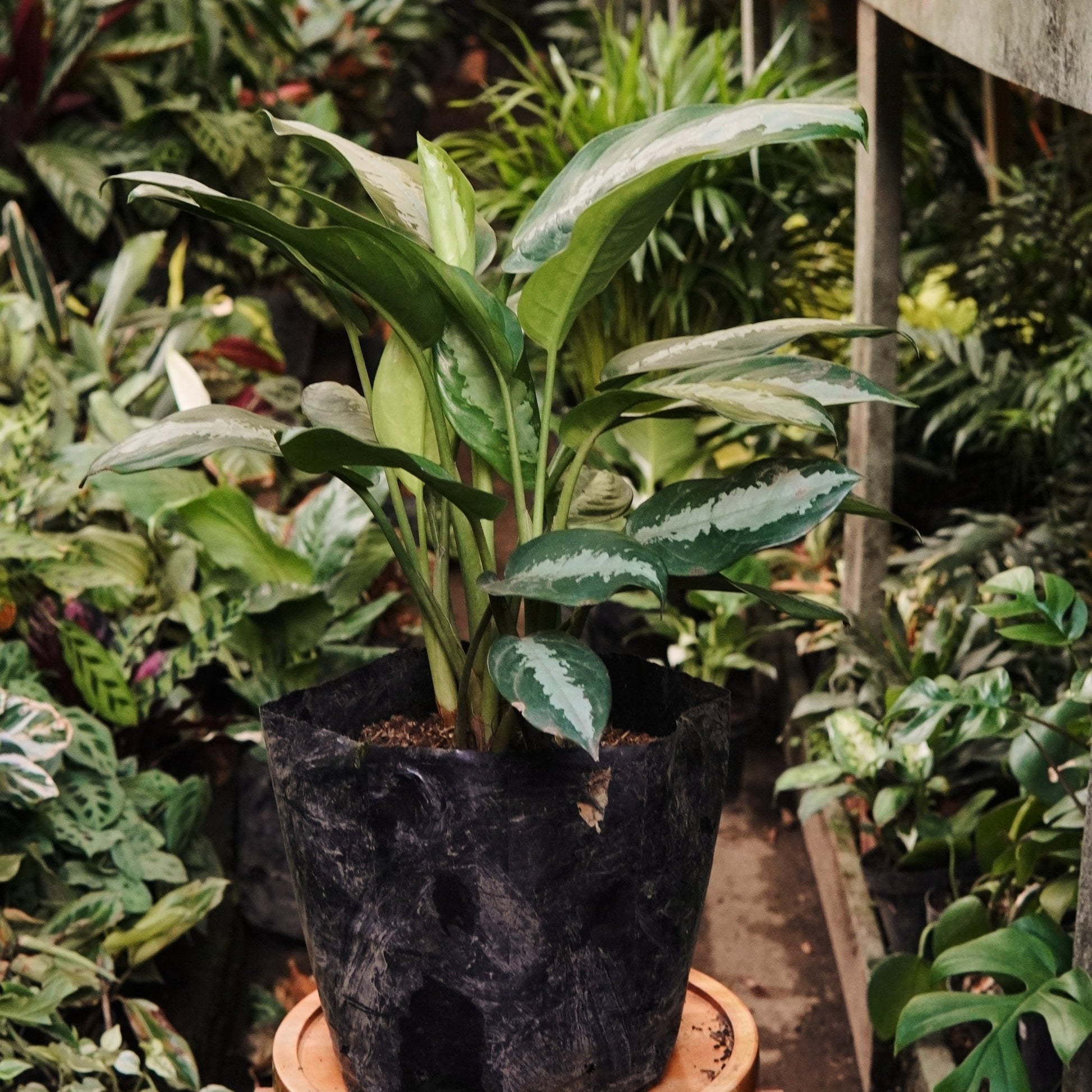 Aglaonema Pattaya - Vivero Florecer