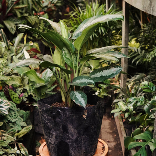 Aglaonema Pattaya - Vivero Florecer