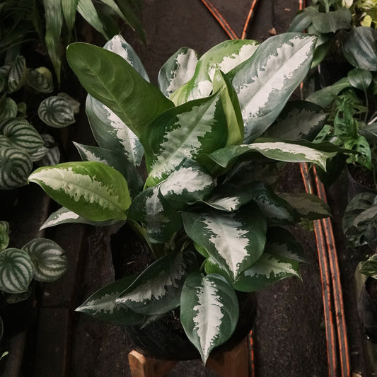 Aglaonema Pattaya - Vivero Florecer