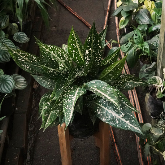 Aglaonema Perdiz - Vivero Florecer
