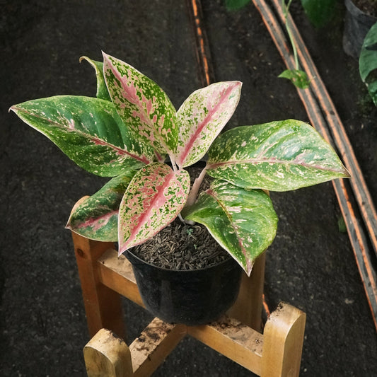 Aglaonema Pink Dalmatian - Vivero Florecer