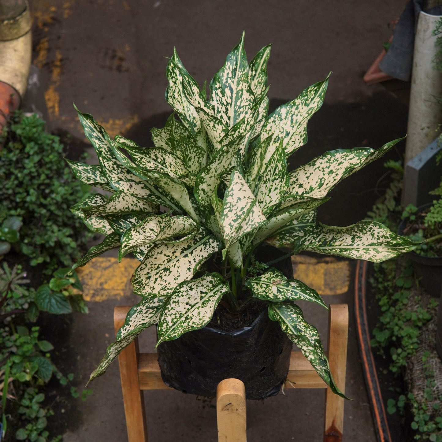 Aglaonema Snow White - Vivero Florecer
