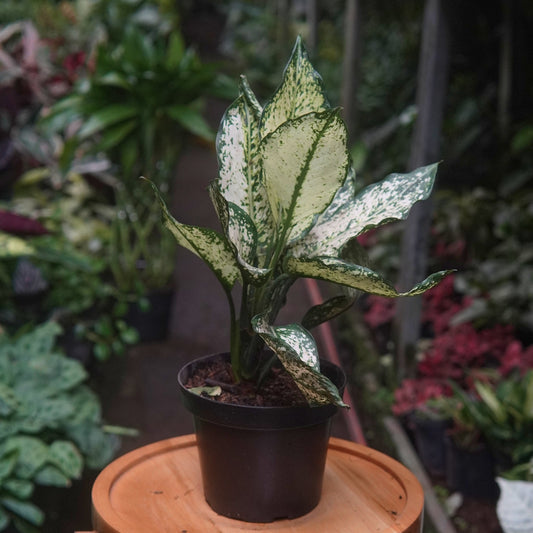 Aglaonema Snow White - Vivero Florecer
