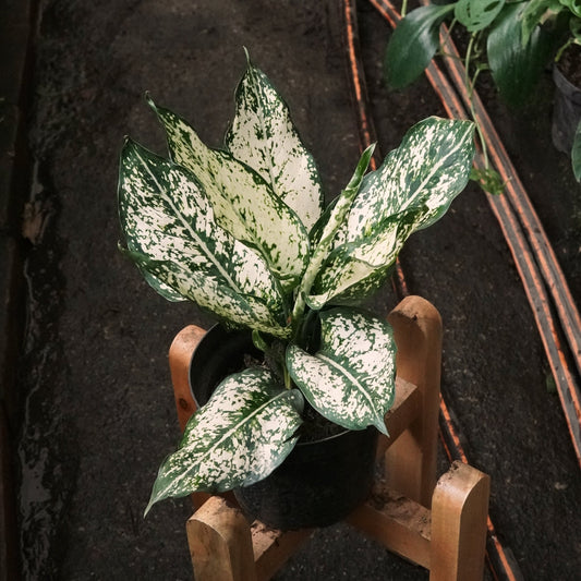 Aglaonema Snow White - Vivero Florecer