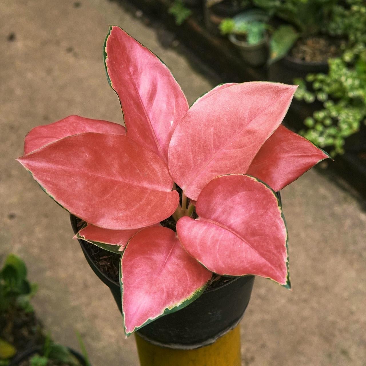 Aglaonema Spitfire - Vivero Florecer